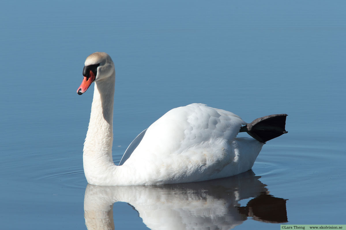 Knölsvan, Cygnus olor